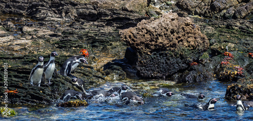 Bild auf Leinwand Humboldt penguins making their way to sea