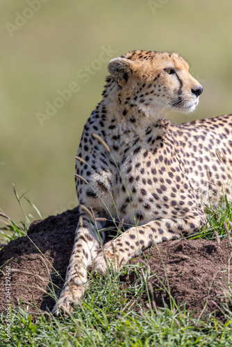 Konstfotografi Watchful