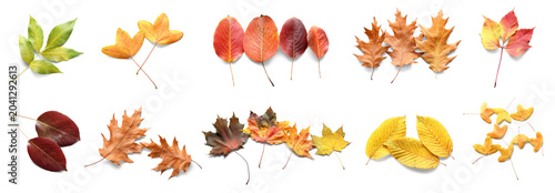 Foto Set of different autumn leaves on white background
