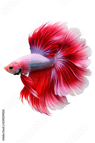 Vibrant red and white betta fish with png transparent