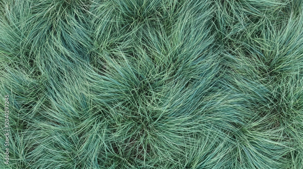 Obraz premium Ornamental blue fescue grass texture with dense blades in a swirling pattern. Muted sage green tones create a botanical background for landscape architecture.