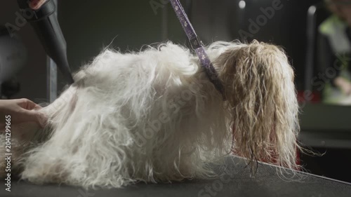 The dog's coat is dried with a hairdryer. Animal beauty salon, grooming. Shih Tzu after a bath at the vet. Pet dog grooming on the table. Haircut and combing. Slow motion