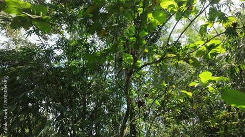Lush green foliage with sunlight filtering through the trees creating a vibrant atmosphere
