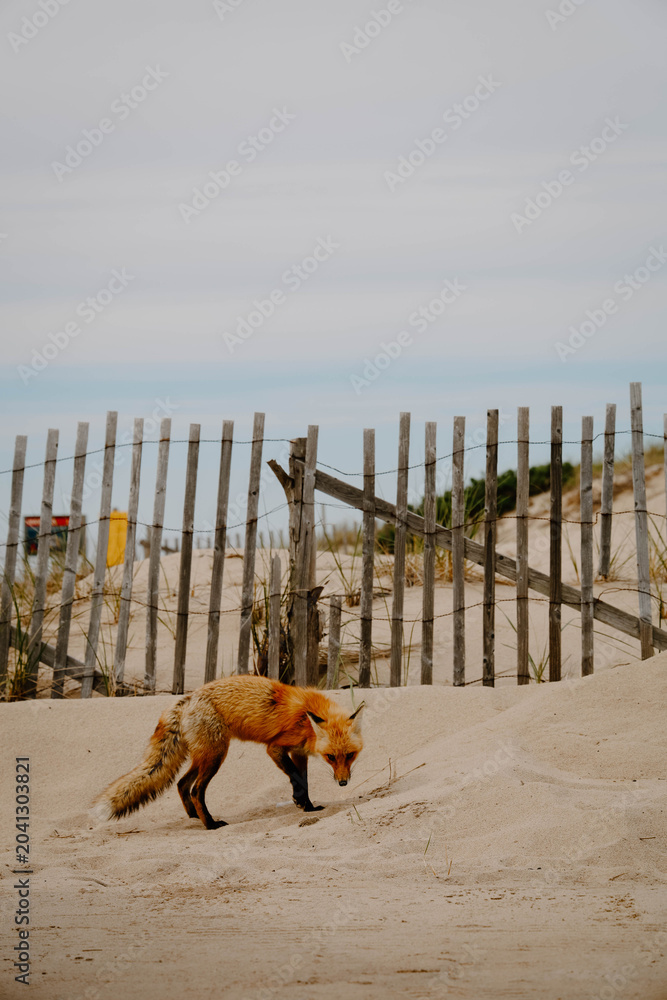 Naklejka premium Red Fox Walking Around Coastal Beach