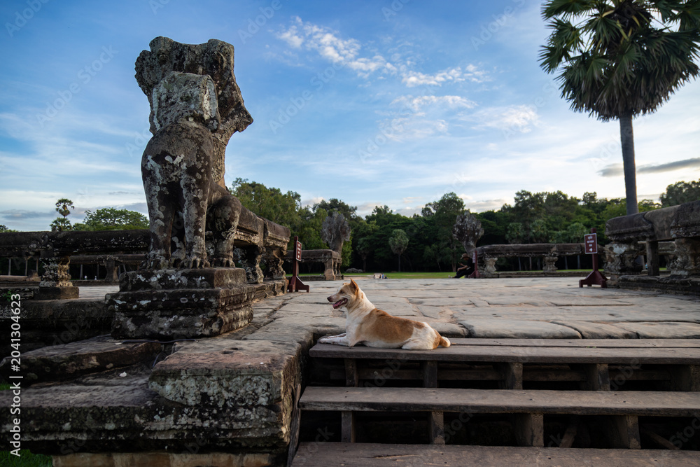Fototapeta premium A dog rests on wooden steps at the ancient ruins of Angkor Wat in Siem Reap, Cambodia. The temple complex is a UNESCO World Heritage site.