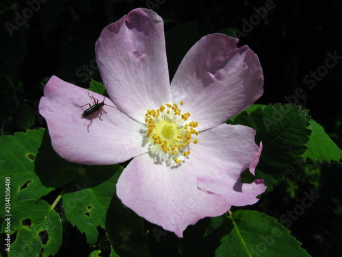 Bild auf Leinwand Tobacco-Colored Longhorn Beetle On A Pale Wild Rose