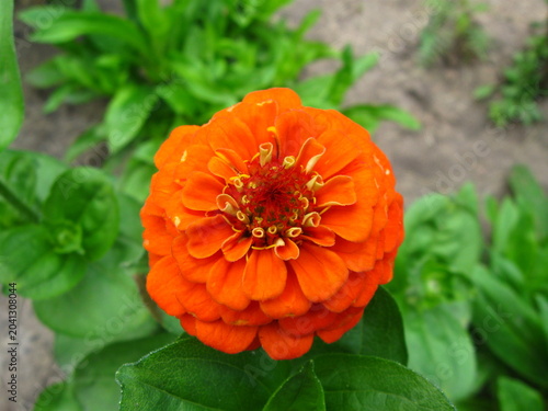Фотография A Vivid Orange Zinnia Blossom