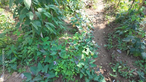 Vibrant green ground cover plants growing along a wooded pathway with sunlight filtering through the leaves