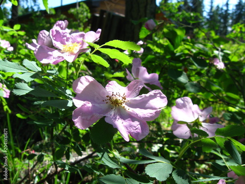 A Lovely Alberta Wild Rose