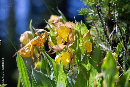 Yellow Lady's Slipper In A Mountain Habitat