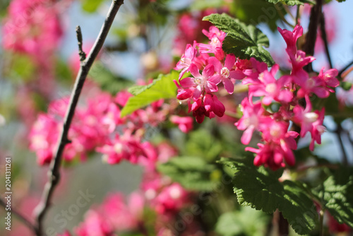 A Red-Flowering Currant On A Sunny Spring Day