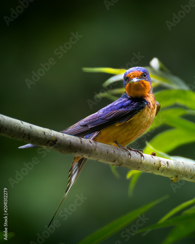 Εκτύπωση καμβά Male Barn Swallow (Hirundo rustica) perched on willow branch, Central Park, New