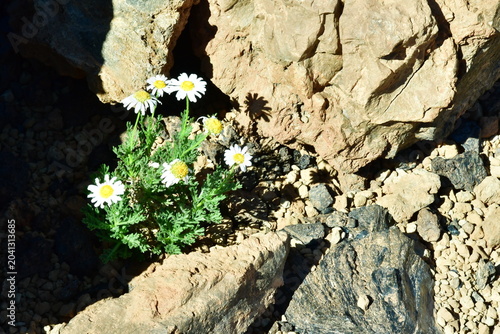 Bild auf Leinwand FLOR