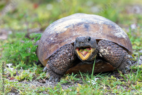 Canvas-taulu A gopher tortoise (Gopherus polyphemus) opens its mouth wide will eating grass i