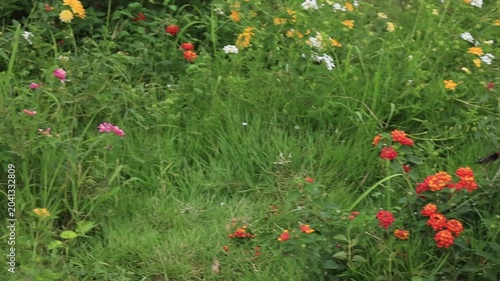 Slow motion footage of insects pollinating flowers; beautiful nature.