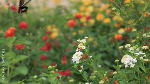 Slow motion footage of insects pollinating flowers; beautiful nature.