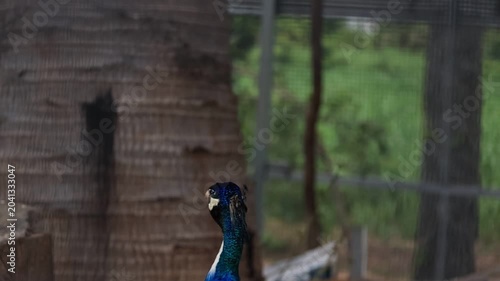 Birds walking