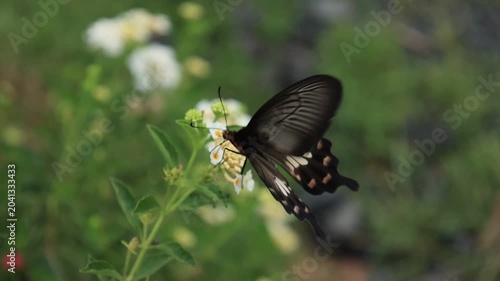 Slow motion footage of insects pollinating flowers; beautiful nature.