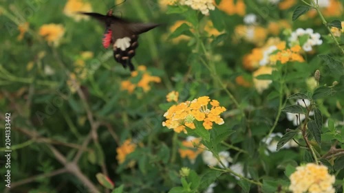Slow motion footage of insects pollinating flowers; beautiful nature.