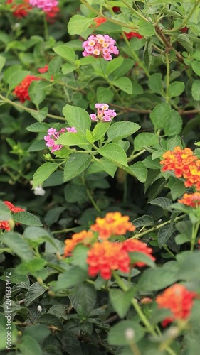 Slow motion footage of insects pollinating flowers; beautiful nature.