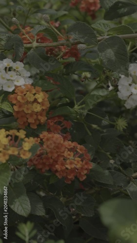 Slow motion footage of insects pollinating flowers; beautiful nature.