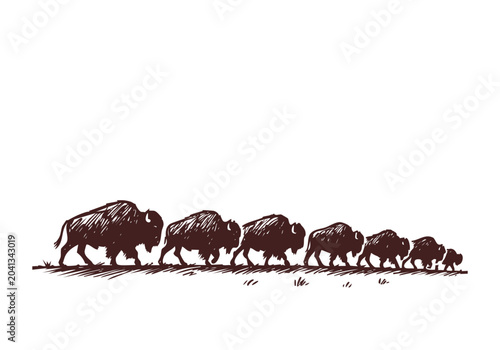 Vintage Hand Drawn Bison and Buffalo Sketch Vector Illustration Bundle for Wildlife Education and Western Design