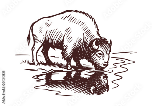 Vintage Hand Drawn Bison and Buffalo Sketch Vector Illustration Bundle for Wildlife Education and Western Design