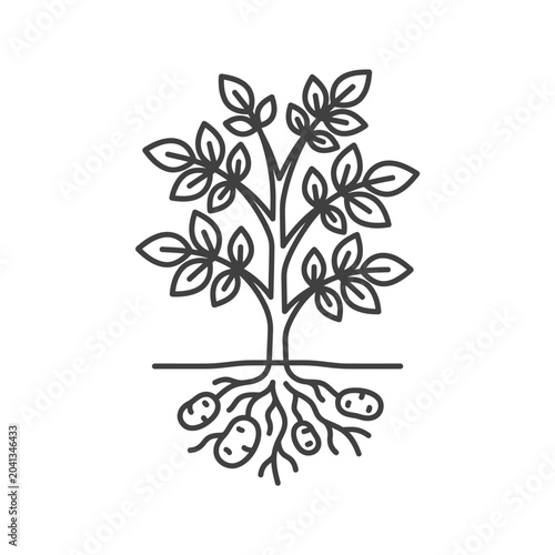 Minimalist outline of a growing potato plant.