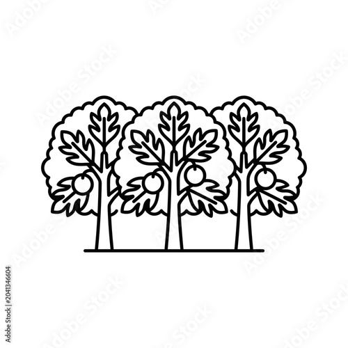 Foto Minimalist row of three fruit trees line art.