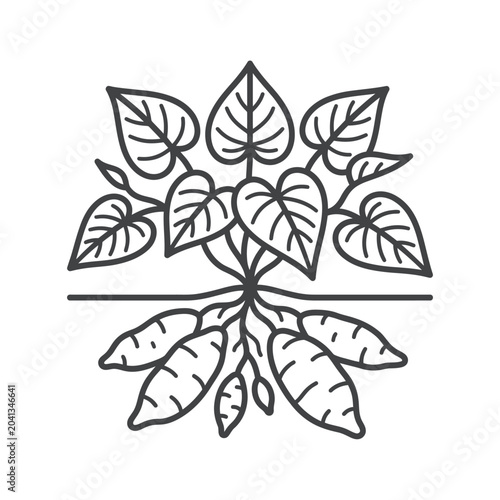 Cassava plant showing leaves and starchy root tubers.