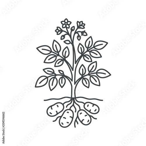 Line art of potato plant with tubers and roots.