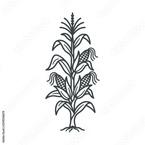 Vertical line art drawing of a mature corn plant.