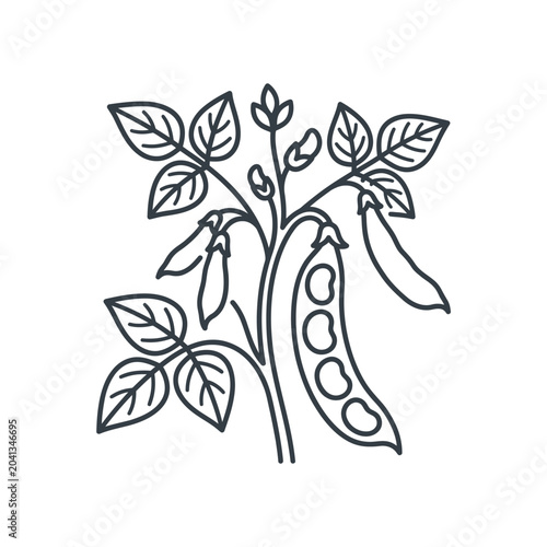 Detailed pea plant illustration with open pod showing peas.