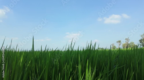 Vibrant green rice field under a clear blue sky with scattered clouds creating a serene landscape