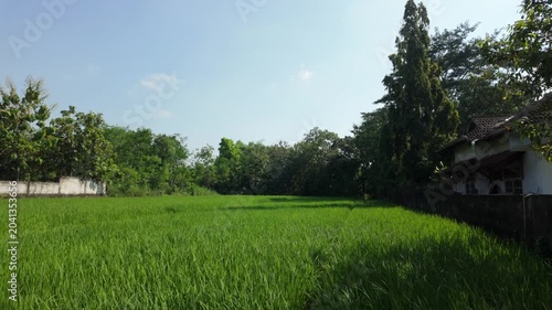 Vibrant green rice field under clear blue sky surrounded by lush trees and a rustic building