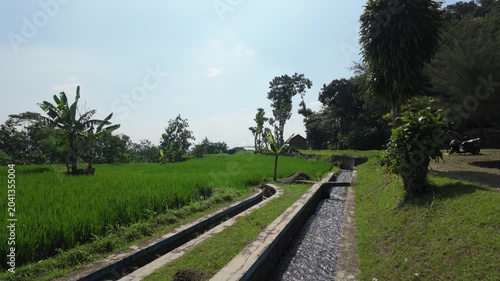 Lush green rice fields with clear blue sky and small water channels in a rural landscape