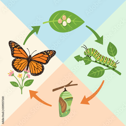 A colorful illustration showing the life cycle of a butterfly