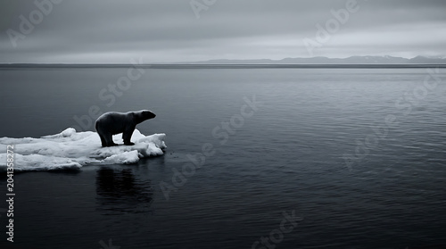 Polar bear standing on small ice floe in vast arctic sea