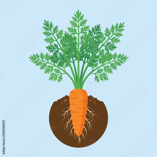 A vibrant orange carrot growing in the dark brown garden soil