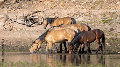Foto Herd of wild horses at Black Canyon Lake in the Apache Sitgreaves National Fores