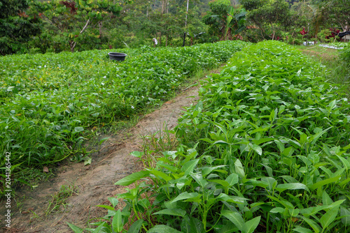 A wide angle shot of healthy green water spinach or kangkung plants thriving in rows of cultivation beds at an outdoor rural vegetable farm.
