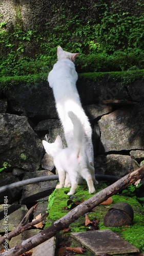 Mother Cat Standing Upright While Curious Kitten Watches Nearby