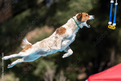 Schilderij op canvas Playing a fun dock diving game, a mixed breed dog is trying to grab a toy