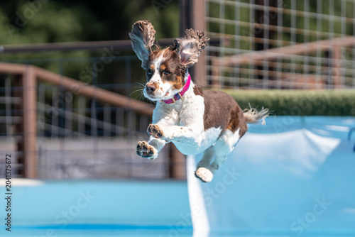 Tan and white spaniel dog after jumping off a dock