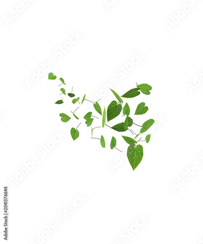 green leaves on white background
