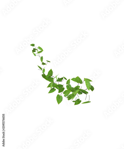 green leaves on white background