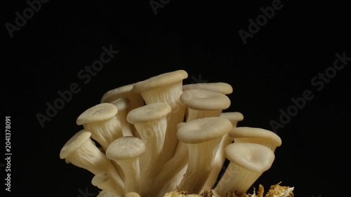 Time-lapse of a cluster of white mushrooms sprouting rapidly in a dark environment.