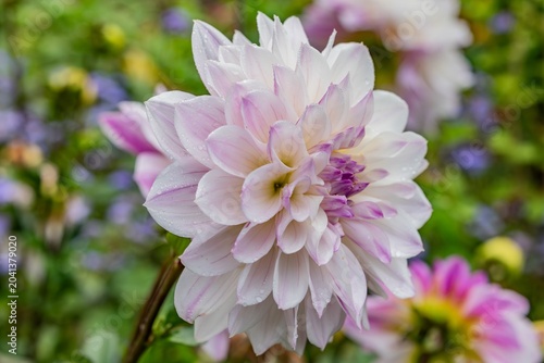 Dahlia After an Autumn Rain Shower, York County PA
