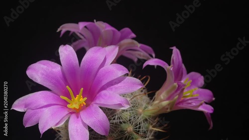 Cactus flower opening time-lapse, isolated on clean background.
