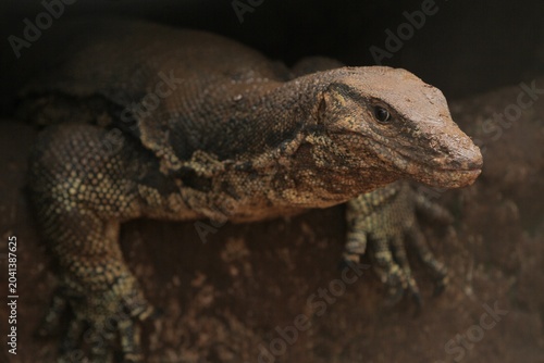 Fotografie A salvator lizard is seen looking around curiously